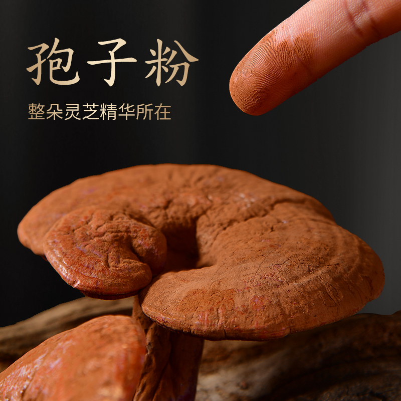 Ganoderma lucidum in the forest Changbai Mountain red Ganoderma lucidum whole branch with spore powder Ganoderma lucidum whole branch bubble wine Ganoderma lucidum whole flower