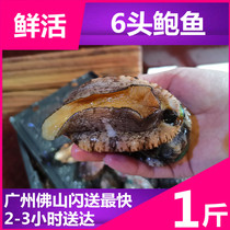 Wild live Abalone (6 heads) catty water loss rate 8% Fujian live Big Abalone Seafood live Dalian Abalone