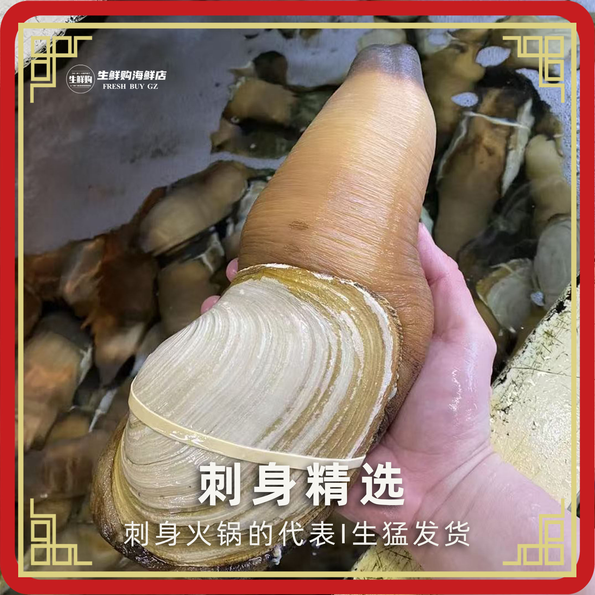 鲜活加拿大象拔蚌2-4斤|日料刺身天花板!干蚌非水蚌白蚌进口海鲜测评+开蚌仪式感爆棚!-象拔蚌-淘宝好物网