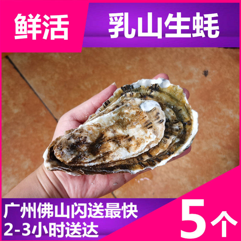 (Rushan fresh oysters) fresh sea oysters extra large seafood oyster shells ready-to-eat aquatic Shandong oysters