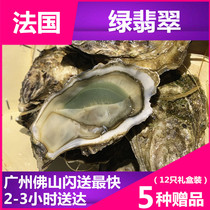 (French raw oyster green emerald) non-Giro N1 12 only original imported live ready-to-eat