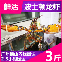 (3 catty) live Boston lobster Imported seafood aquatic live shrimp big lobster Australian lobster not live package claim