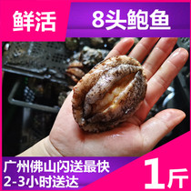 Wild live Abalone (7-8 heads) catty water loss rate of 8% Fujian live Big Abalone seafood live Dalian Abalone