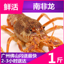 (Fresh South African lobster) Big lobster Australian seafood aquatic shrimp (about 250g) weighing