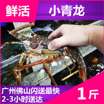 Live seafood (Vietnamese wild small green lobster water loss rate of 8%) Weighing and pricing Australian lobster Boston