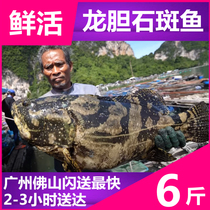 (6 Jin large grouper fresh) seafood gentian fish Pearl spotted large green spotted fish fish