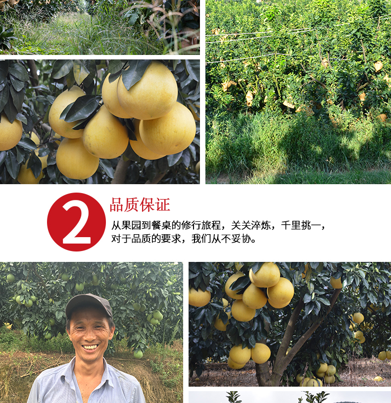 福建平和琯溪 红心柚子 净重9斤 图4