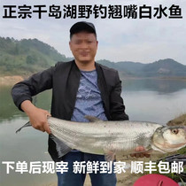 正宗千岛湖鱼翘嘴鱼白水鱼新鲜活淡水刁子鱼大翘壳鱼整条顺丰