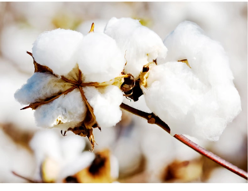 Nam Cực vest nam thương hiệu thủy triều nam in áo thun không tay mùa hè thể thao chạy thể thao cotton rộng vai áo vest - Áo vest cotton áo lông vũ