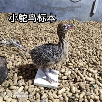 Ostrich specimen processing all kinds of animal specimens bird specimens teaching props specimens