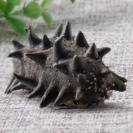 (Low Price) Wild Sea Cucumber Dried Goods, Lightly Dried Small Sea Cucumber, Dalian Sea Cucumber, Sea Cucumber with Spines, Not Ready-To-Eat, Quick-Release Ingredient for Buddha's Jump through the Wall Dish