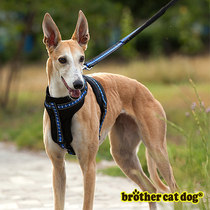 Dog traction rope adjustable in size GM large gold wool Labrador dog sturdy anti-lose chest braces