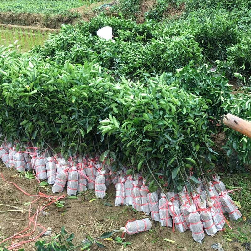 广西纯正无核沃柑嫁接桔子树苗