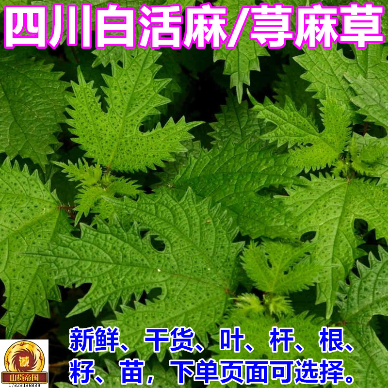 四川新鲜荨麻草白活麻蜇人草荨麻根500g包邮青活麻叶根茎苗中药材