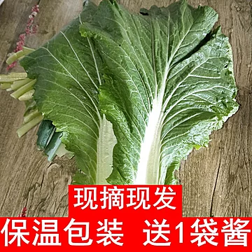 【顺丰发货】饭包白菜叶即食新鲜蔬菜20片[5元优惠券]-寻折猪