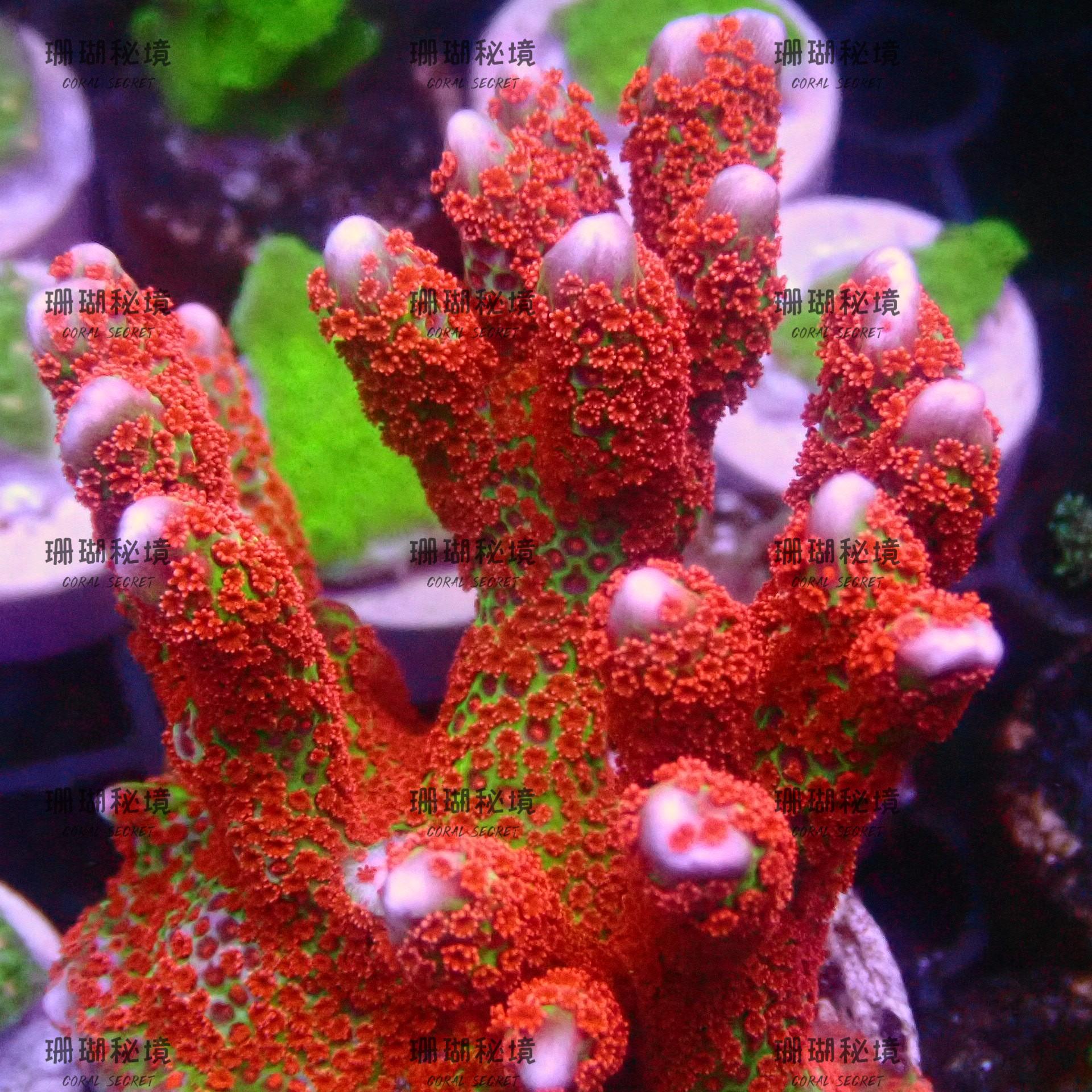 🌊 海缸珊瑚合集SPS硬骨珊瑚：新手也能养出海底花园！珊瑚入门