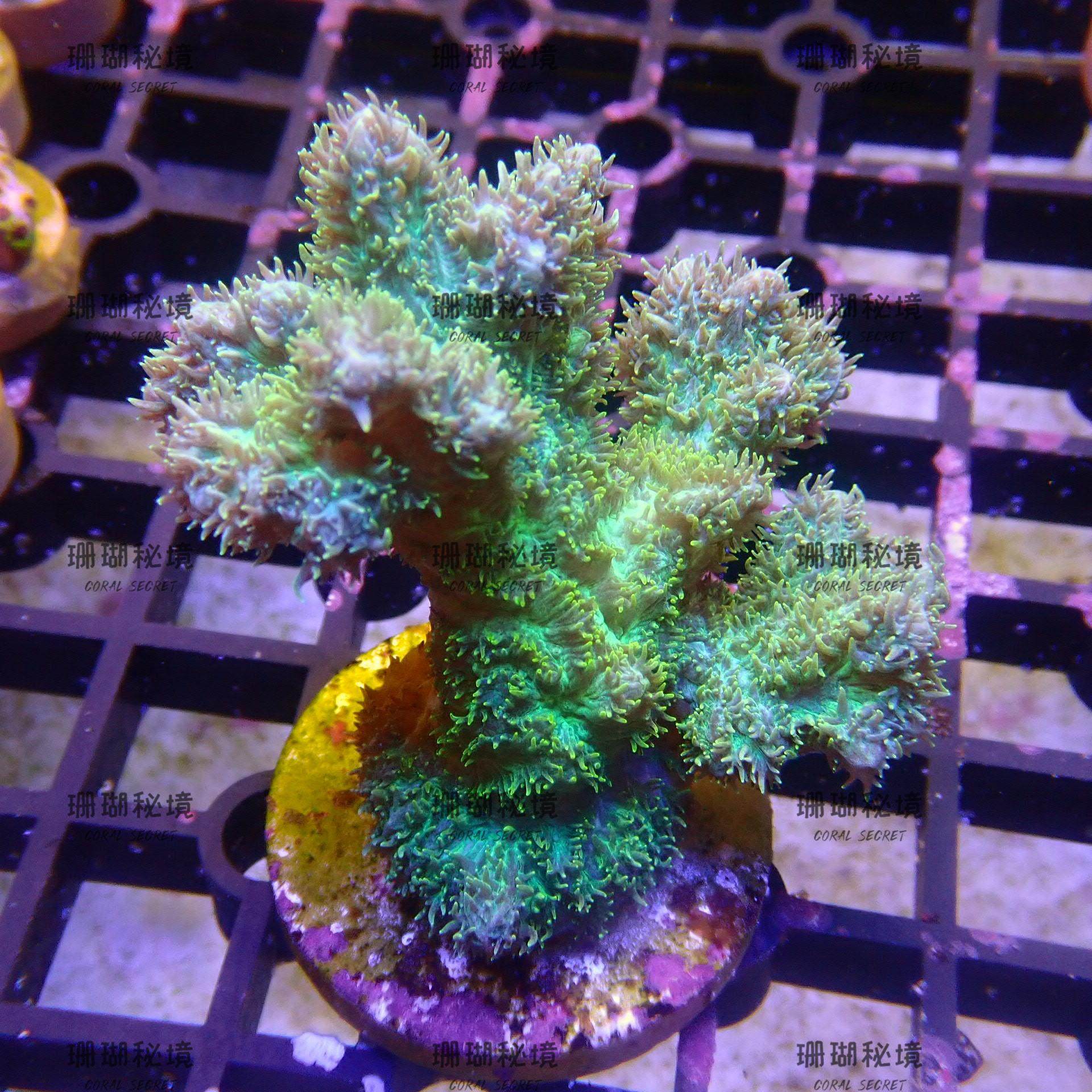 将来さん樣專用珊瑚 将来さん樣專用珊瑚 将来さん樣專用珊瑚