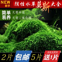 Fish grass tank aquatic freshwater ornamental small large nine-leaf crown grass stem fish tank landscape fish sunken wood fish tank
