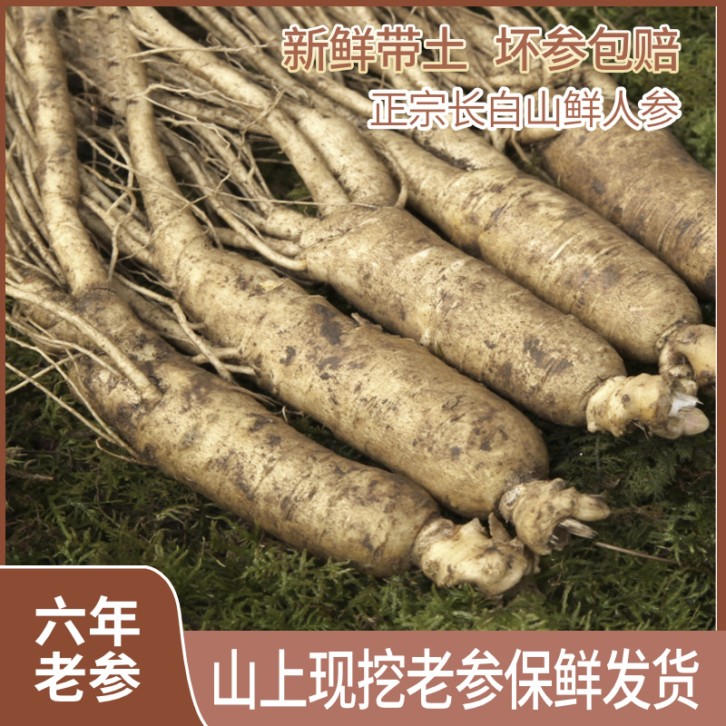 (Tiaozihuo fresh ginseng 500g 10 sticks) fresh ginseng with soil Northeast Changbai Mountain ginseng soaked in wine soup