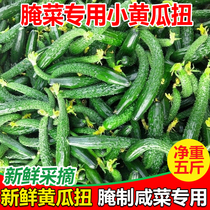 Cucumber twist fresh cucumber farmhouse self-planting small melon twist crispy melon pickle cucumber sauce 5kg