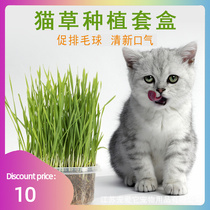 Soiless Organic Catgrass Cats Grass kit Planting Bag seed