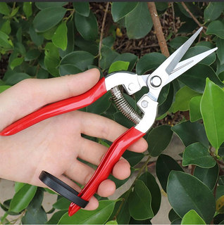 Japan imported stainless steel gardening fruit picking shears