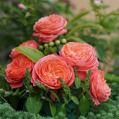 Firebird Новые продукты, расположенные на болезнях четыре сезона.