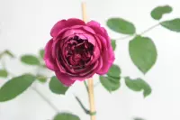 Осеннее утро