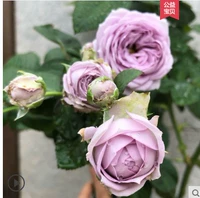 Синий бархатный шарик в саженцах