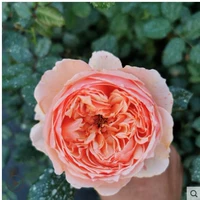 Женчжоу Мяо