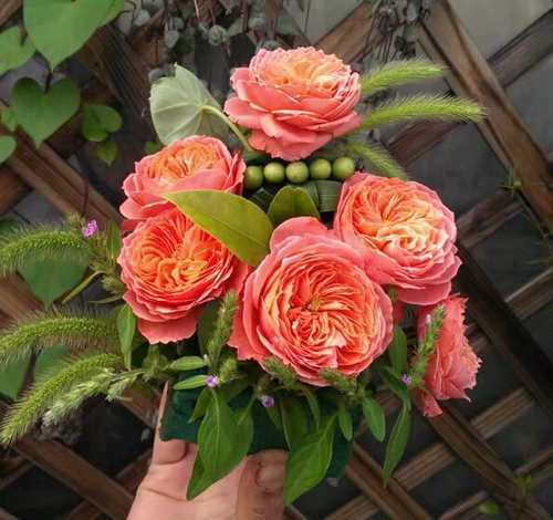 Firebird Новые продукты, расположенные на болезнях четыре сезона.