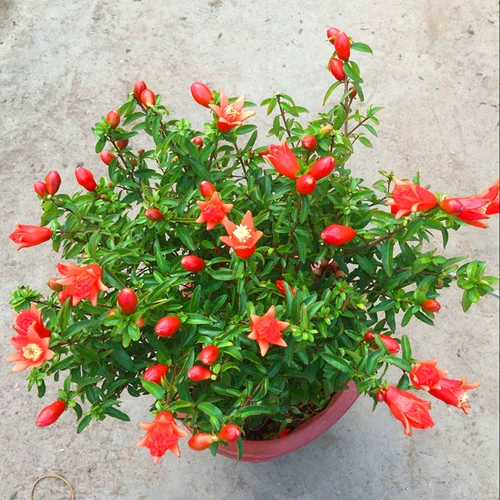 Синпин пион гранат цветочный горшок с большими саженцами тяжелые лепестки гранато