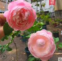 Пернатые саженцы