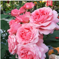 Кораллово -желе средние саженцы