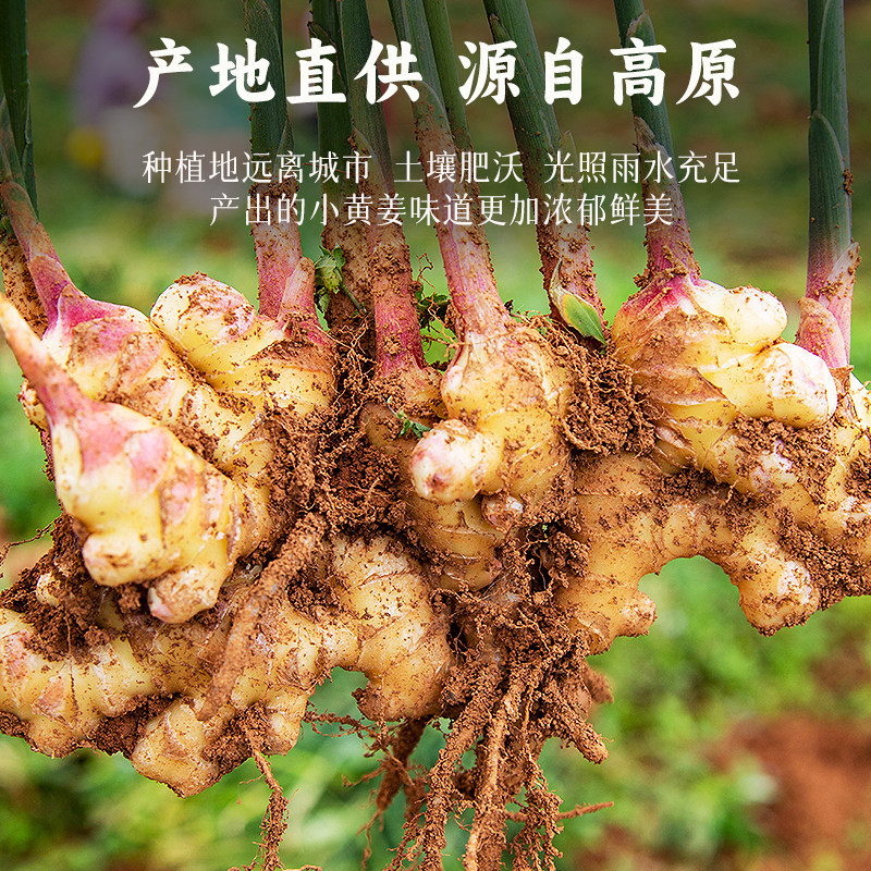 姜来无忧:正宗云南有机小黄姜,新鲜姜批发,让你告别姜荒!-生姜-淘宝百科网