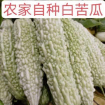 Fresh White Bitter Melon Farm-grown White Jade Bitter Melon Open-air Grown Seasonal Vegetable Cold Melon Now Picked Now SF