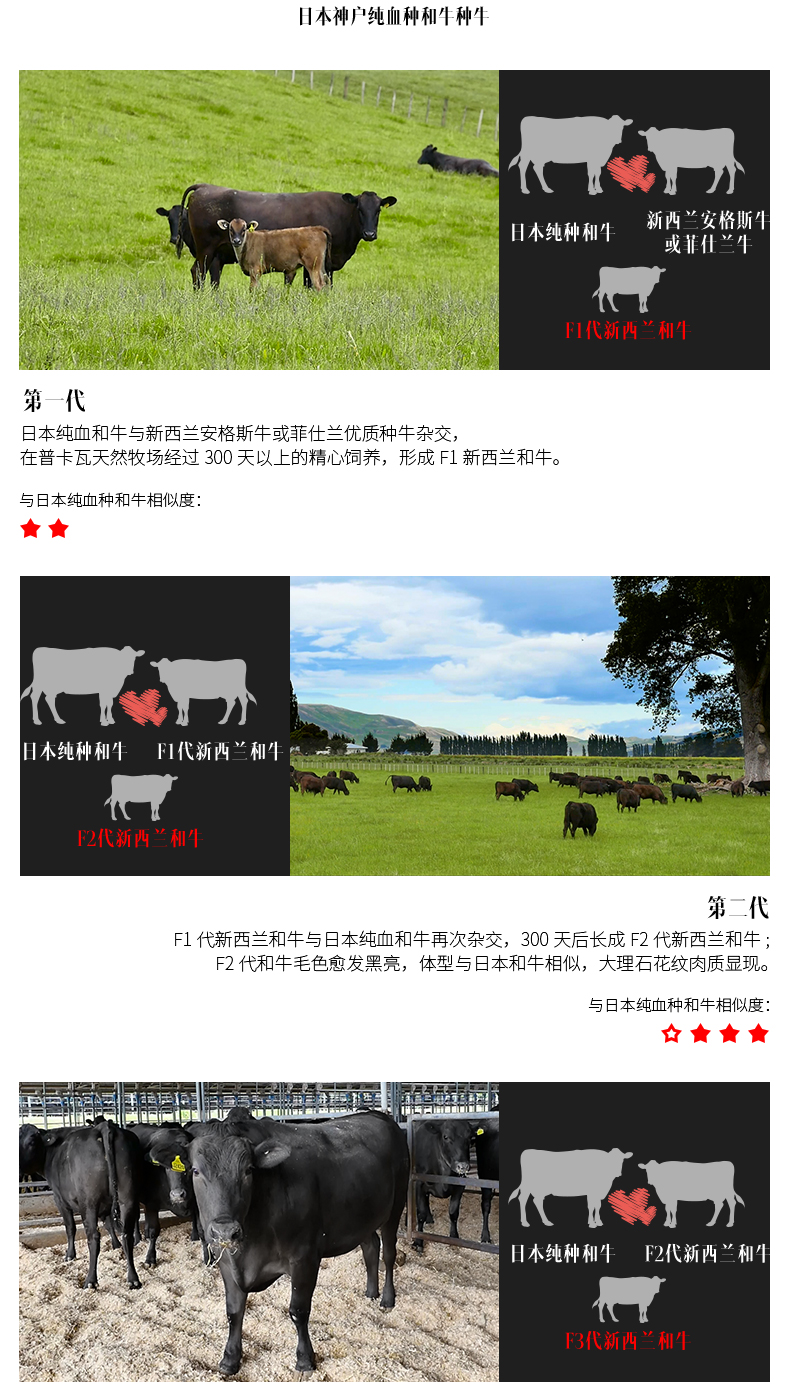 谷言 澳洲进口和牛 谷饲牛腱子 金钱腱 4斤 图3