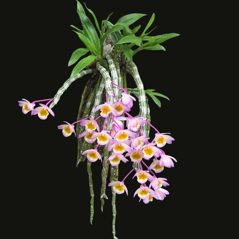 (Empty Valley Pylori Plant) Dendrobium Dendrobium Dendrobium Candidendrobium Fresh Dendrobium dendrobium Flowers Dried Flower Tea