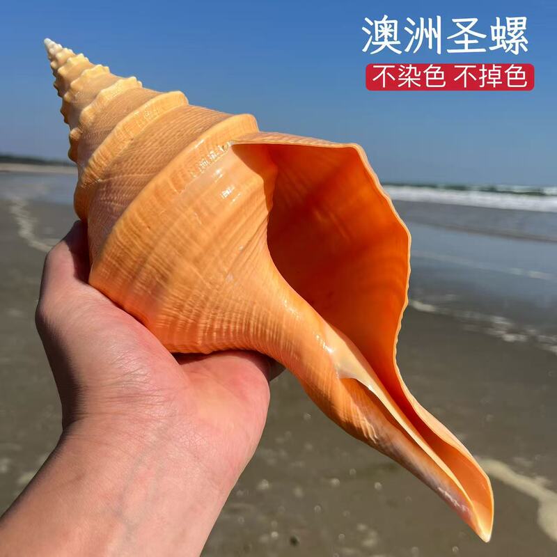 Natural Australian Conch Shell, Natural Sea Snail Shell, Large Conch Horn Shell, Large Sea Snail Shell, Blowable Conch