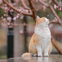 Universal link•Style customization•Re-shooting price difference•All kinds of universal