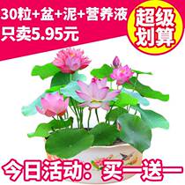 Bowl lotus seeds hydroponic plants water lilies lotus seeds indoor four seasons potted plants green plants flowers snow lilies buy one get four free
