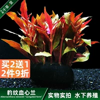 Qiancaotang Aquatic Aquarium Tank Танк -аккаунт Декоративный ландшафтный ландшафтный ландшафтный пейзаж, трава, трава, пресноводное живое тело растения леопардового крови орхидеи