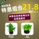 Shirye Dual -Dumpling Special Comminem -S23