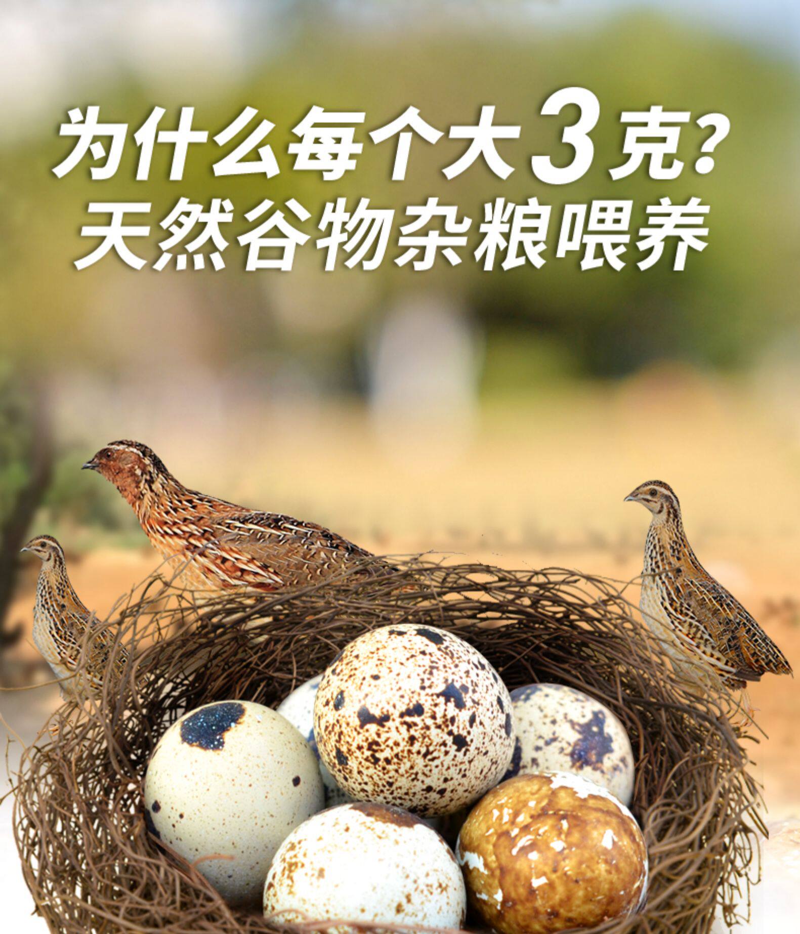 鲜客 无壳鹌鹑蛋 30颗*2件 多口味可选 图1