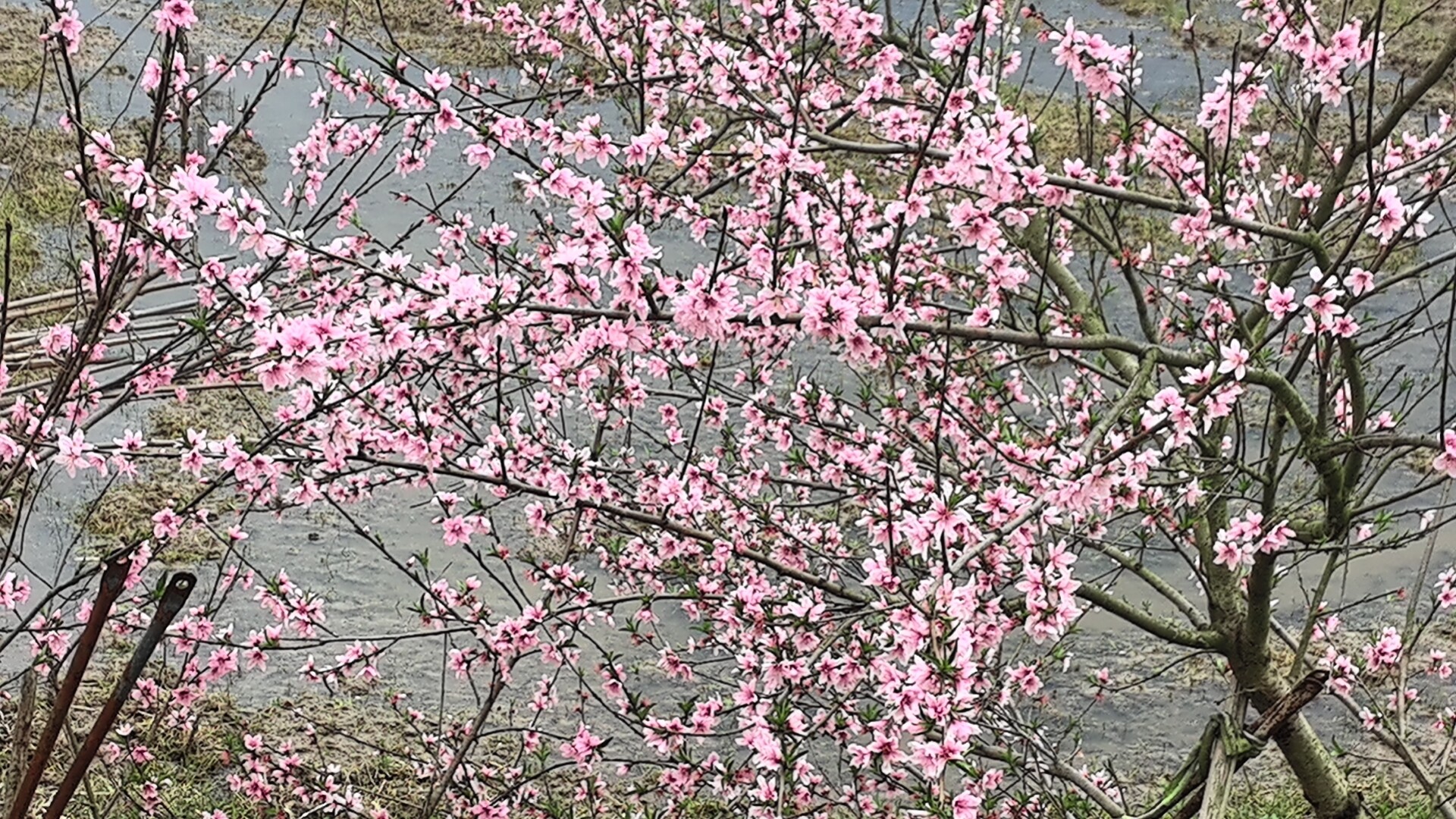 木家馆