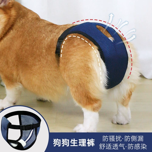 Физиологические штаны для домашних животных.