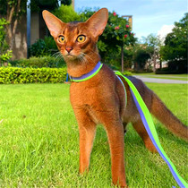 Purebred original color Abyssinian cat blue ancient Egyptian pharaoh pet cub fawn color red cattery