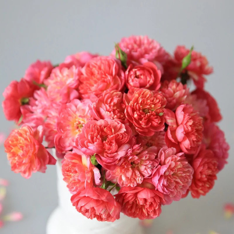 Warm Warm Peninsula Hiding Hide France Micro Moon Blooming Machine Less Disease Easy Management New Hands Recommend Required Entrance