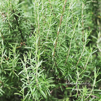 Warm Peninsula Rosemary Literary Green Plant Western Food Natural Spice Vegetable Pollution-Free Desktop Balcony Potted