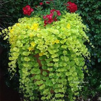 Warm Peninsula Golden Leaf Passing Road Yellow Vine Herbs Creeping Watering Is Live Heat-resistant Cold-Resistant Leaf Potted Garden